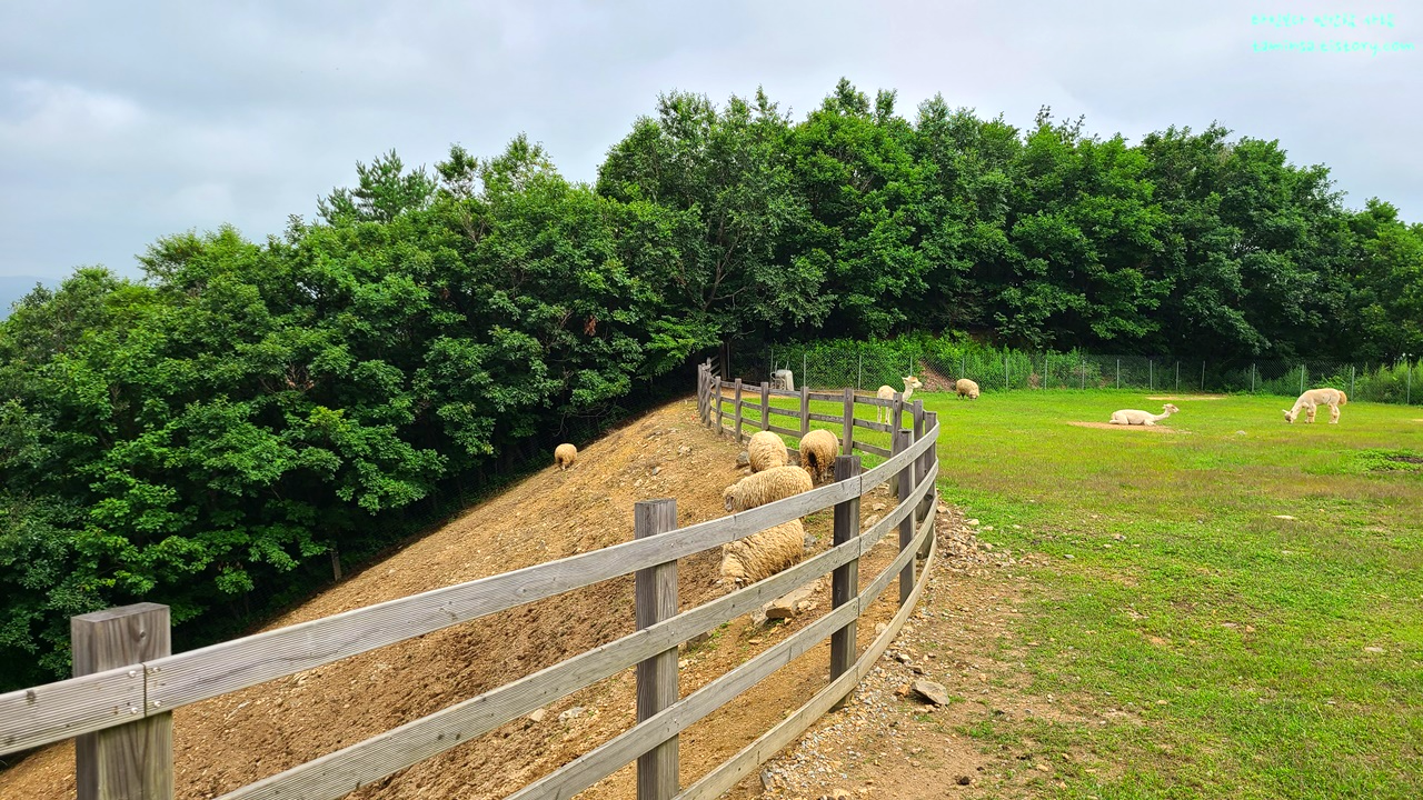 대관령-순수양떼목장