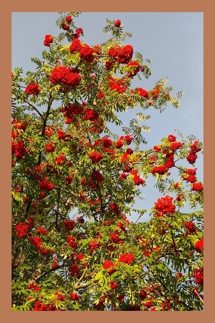 마가목-나무-열매