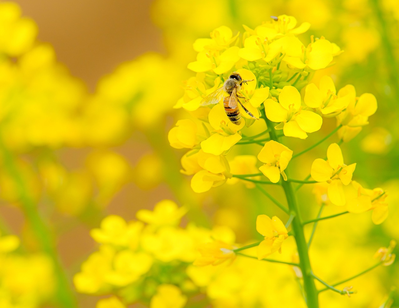 경남 봄 꽃구경 베스트10 명소 꿀팁 정리