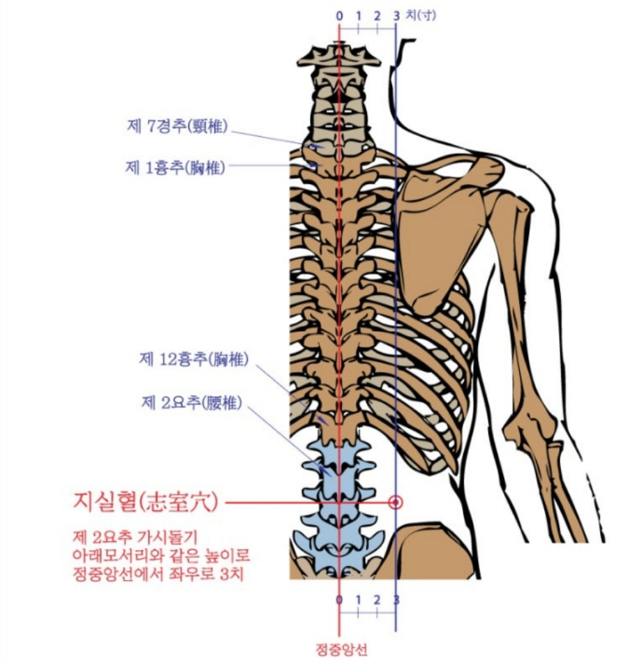 인체의 365혈 중에서 허리에 위치를 하고 있는 지실혈의 정확한 위치를 해부학적인 그림으로 설명하고 있는 사진