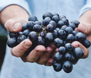 포도 효능 부작용