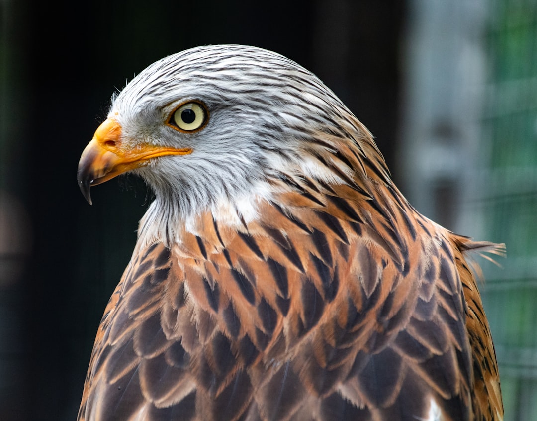 Hawk