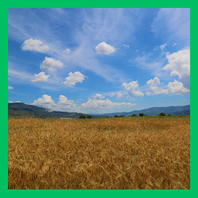 조상땅 찾기 조회