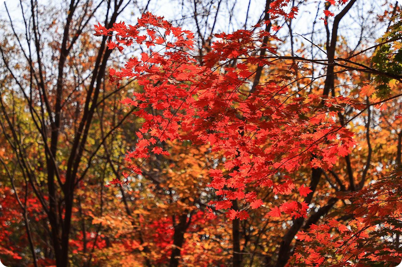 지리산 피아골 단풍축제 단풍절정시기 이미지/출처: 구례군청 홈페이지