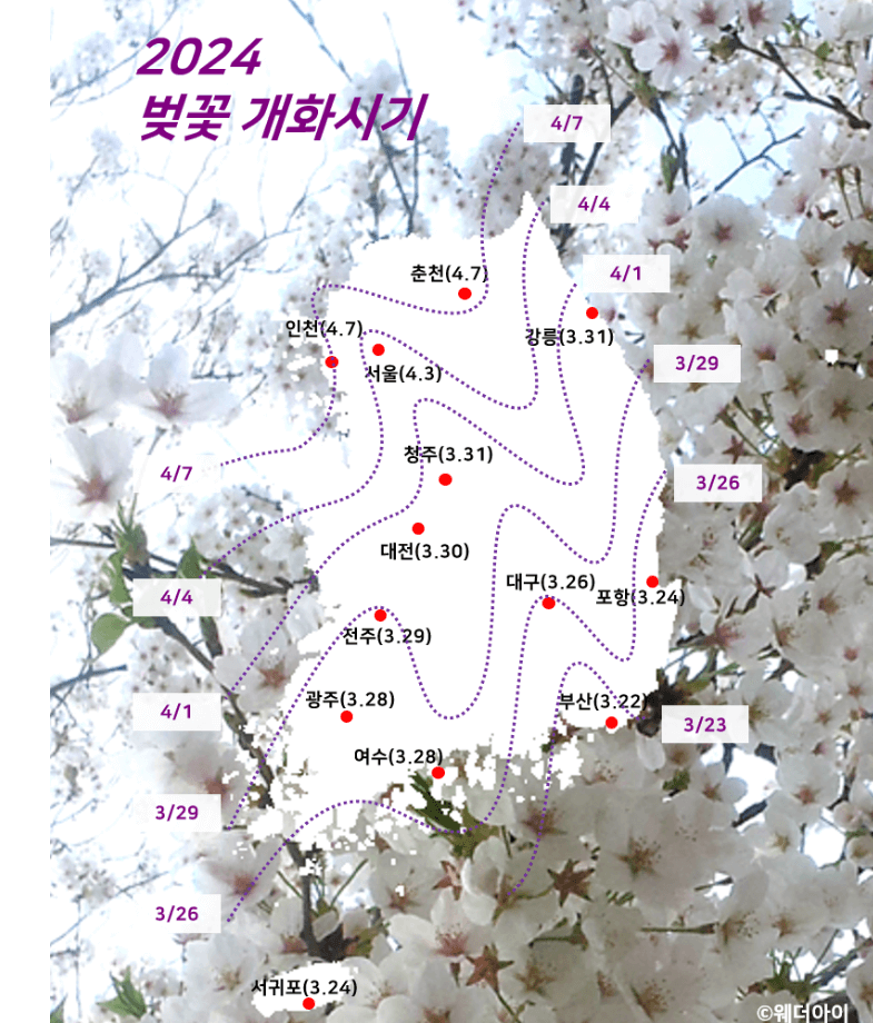 2024 벚꽃 개화시기