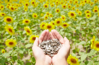 태백 해바라기축제