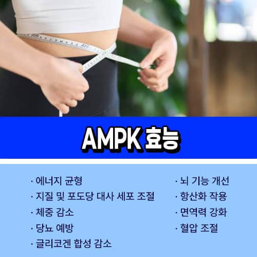 AMPK 효능