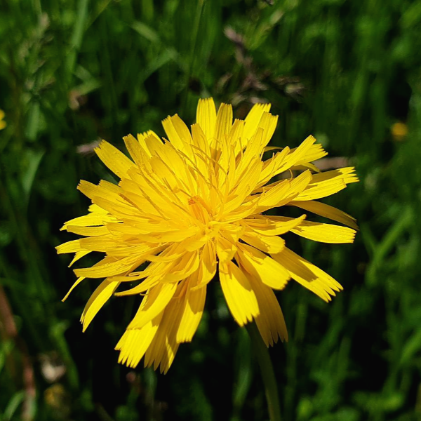 4월은 April이라고 해요.
April은 다른 월별 영어들과 달리
기원이 잘 알려져 있지 않은데요.
그 중에 하나를 말씀드리자면,
열다, 시작하다 라는 뜻을
가진 Aperire(아페리레)에서
유래했다는 것이에요.
4월은 여러 나무와 꽃이
피어나는 시기이기 때문에
April이 Aperire로부터 유래되었을
것이라는 견해가 있습니다.