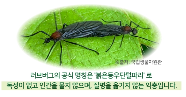 러브버그 출몰 대처방법
