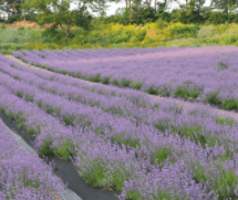 고창 라벤더 축제