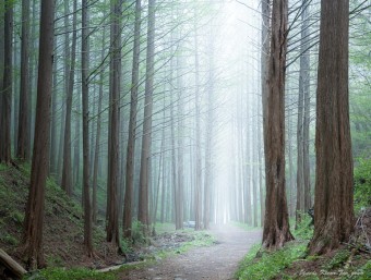 화인산림욕장 옥천 가볼만한곳 추천 명소 산책로 주차