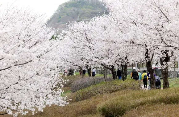 드림파크 벚꽃