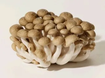 만가닥버섯 효능_5