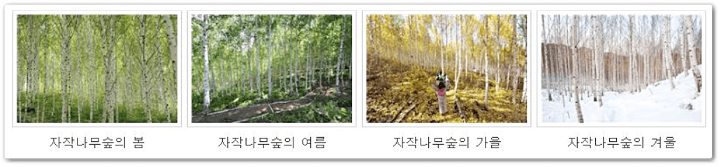 자작나무숲의 사계절