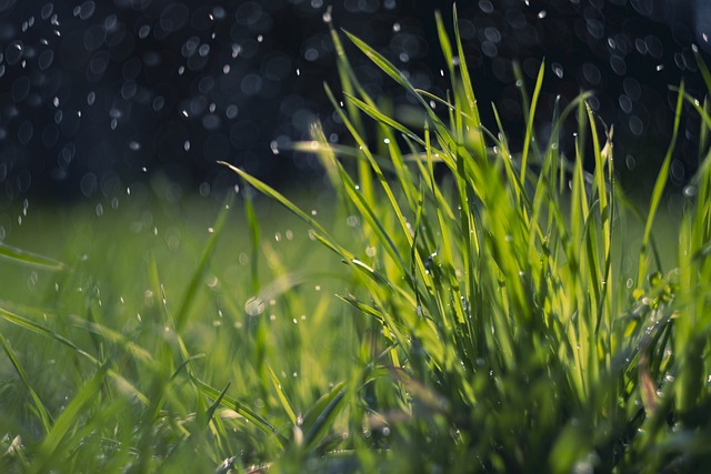 페트리코 Petrichor