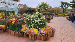 화성_우리꽃식물원_국화전시회