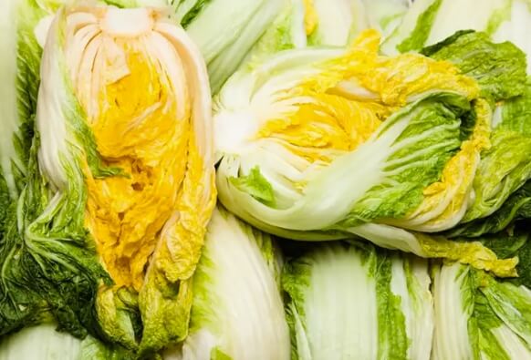 절임 배추 사전 예약