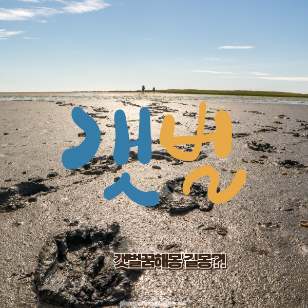 갯벌 꿈해몽