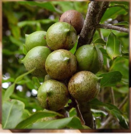 마카다미아의 효능