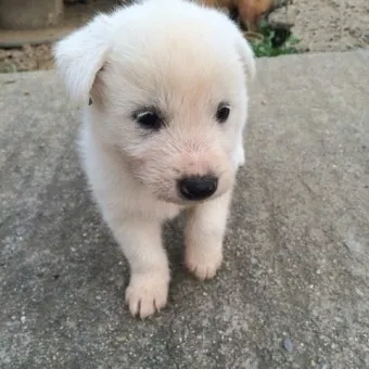 새끼강아지무료분양 멍멍이 가족 맞이 꿀팁_17