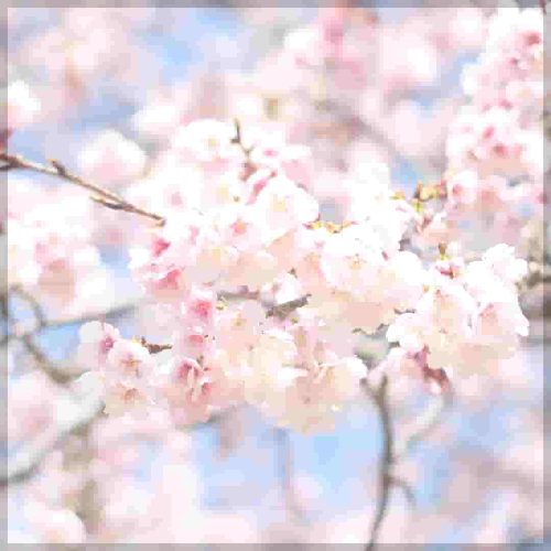 벚꽃 개화 현황&amp;#44; 만개 시기