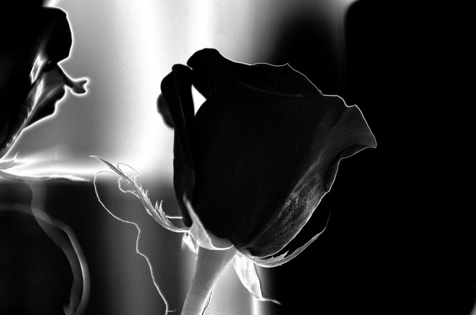 Elegant black and white high contrast image of a single rose in bloom.