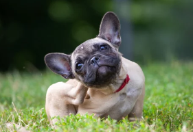 강아지 중이염/출처:어도비스톡