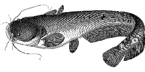 메기