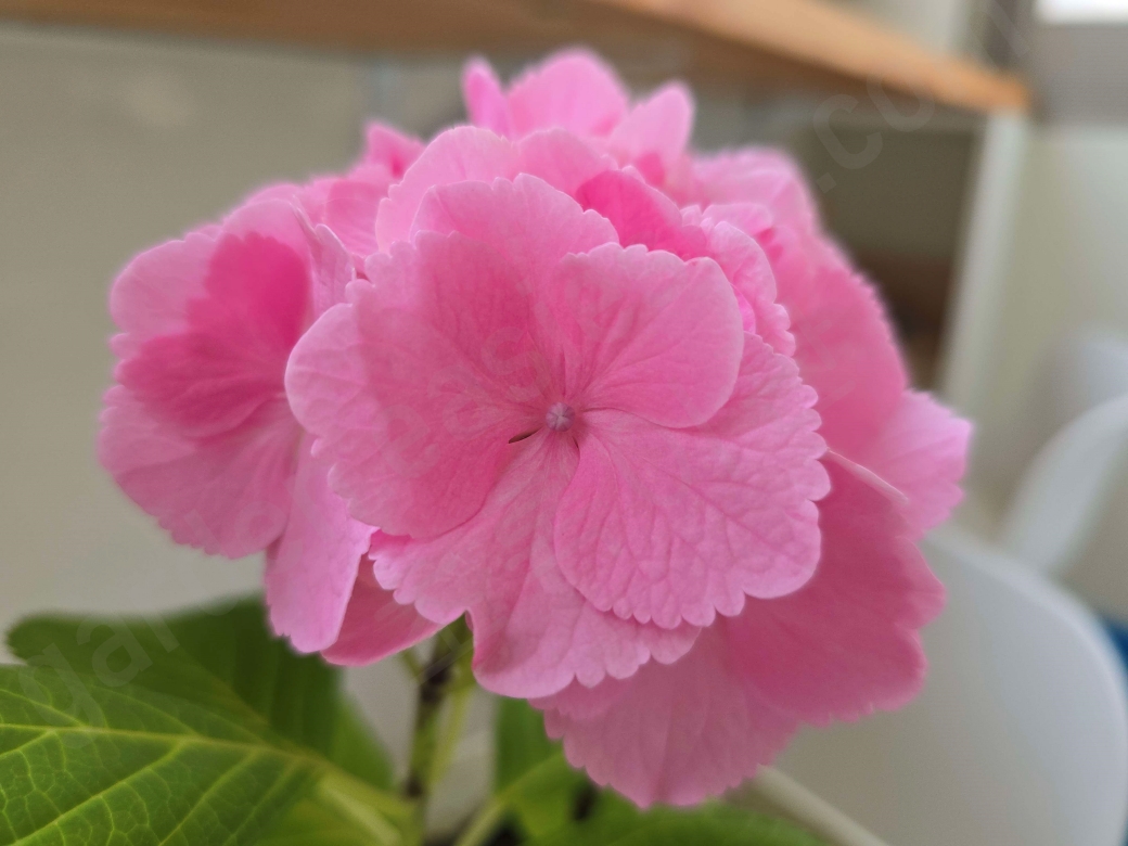 아파트 베란다에서 키운 수국