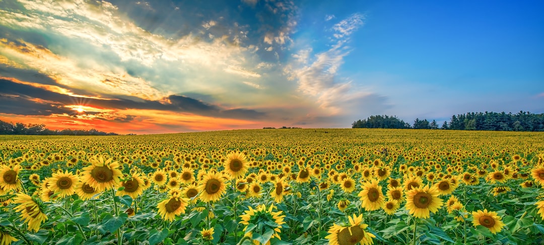 Sunflower