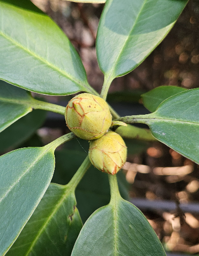 만병초 겨울눈(꽃눈)