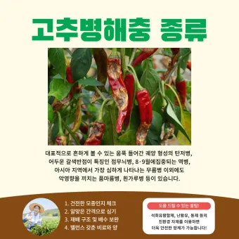 농사 병해충 예방법 진딧물 응애 노균병 탄저병 대처_22