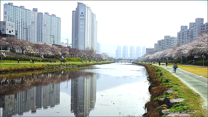 온천천 벚꽃 만개 직전
