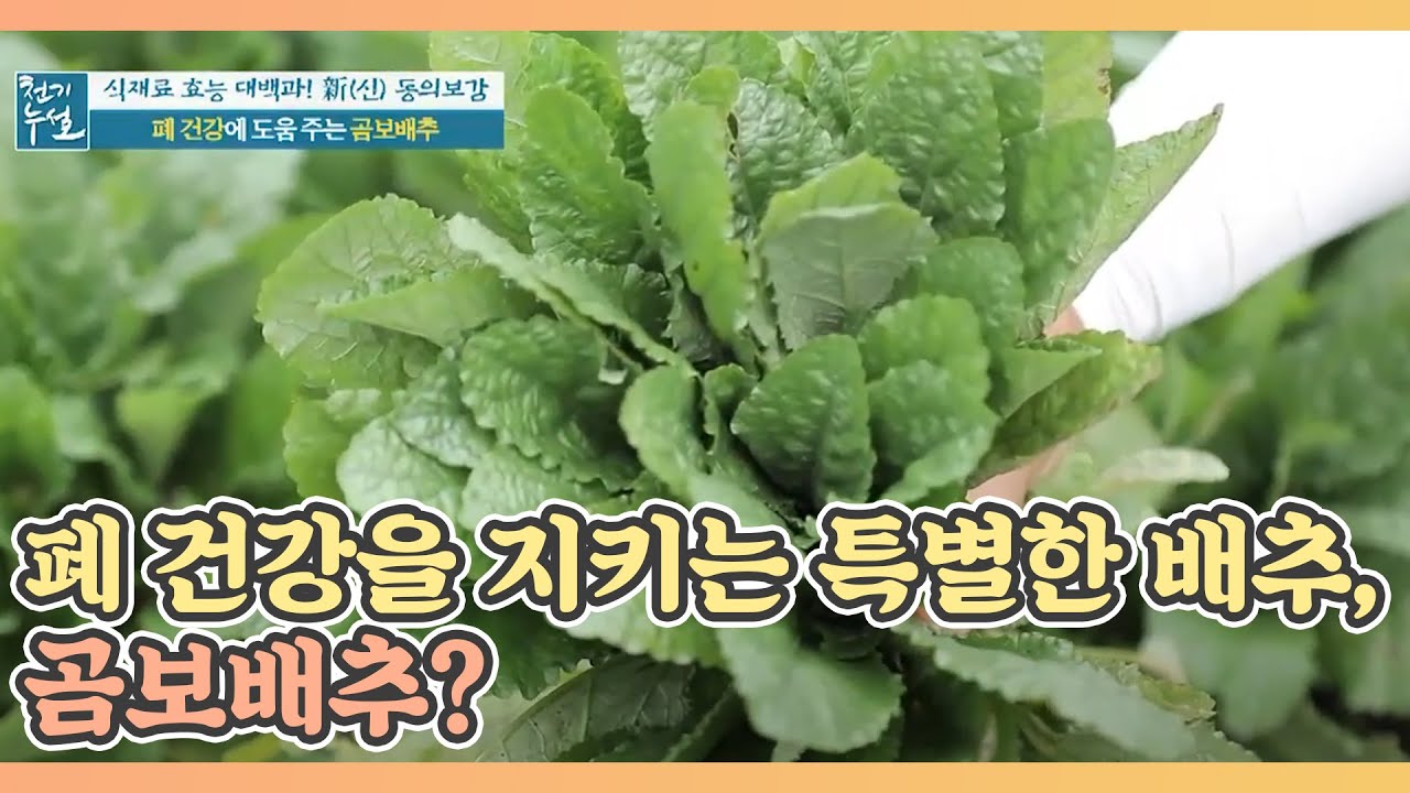 폐 건강을 지키는 특별한 배추