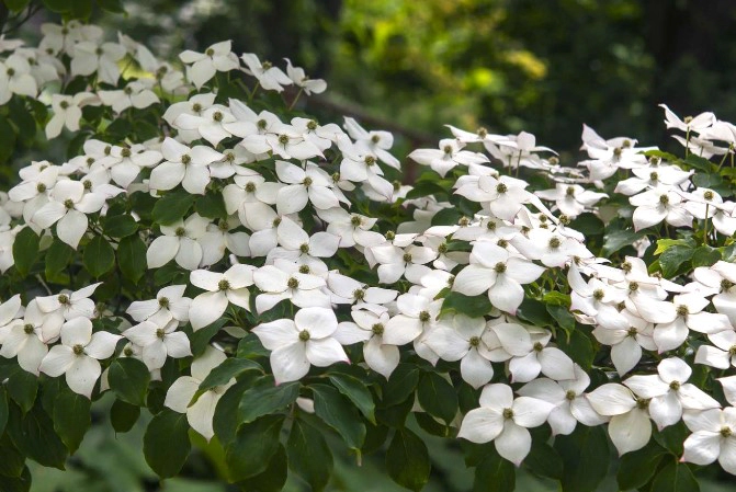산딸나무 담금주 만들기