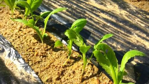 가을-청갓-재배-종자-발아특성-솎아주기-솎음작업