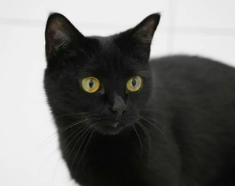 고양이 꿈 해몽 길몽 흉몽 재물운 총정리