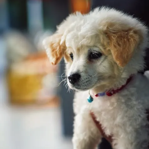 강아지 청주시 입양 유기견