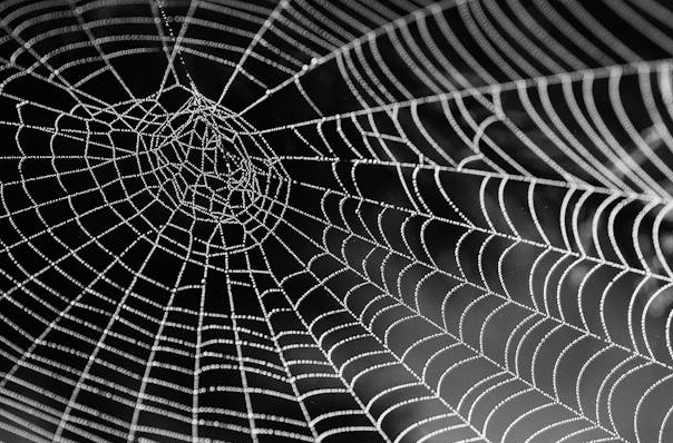 화분과 거미 서식 공간을 동시에 고려한 실내 정원 설계