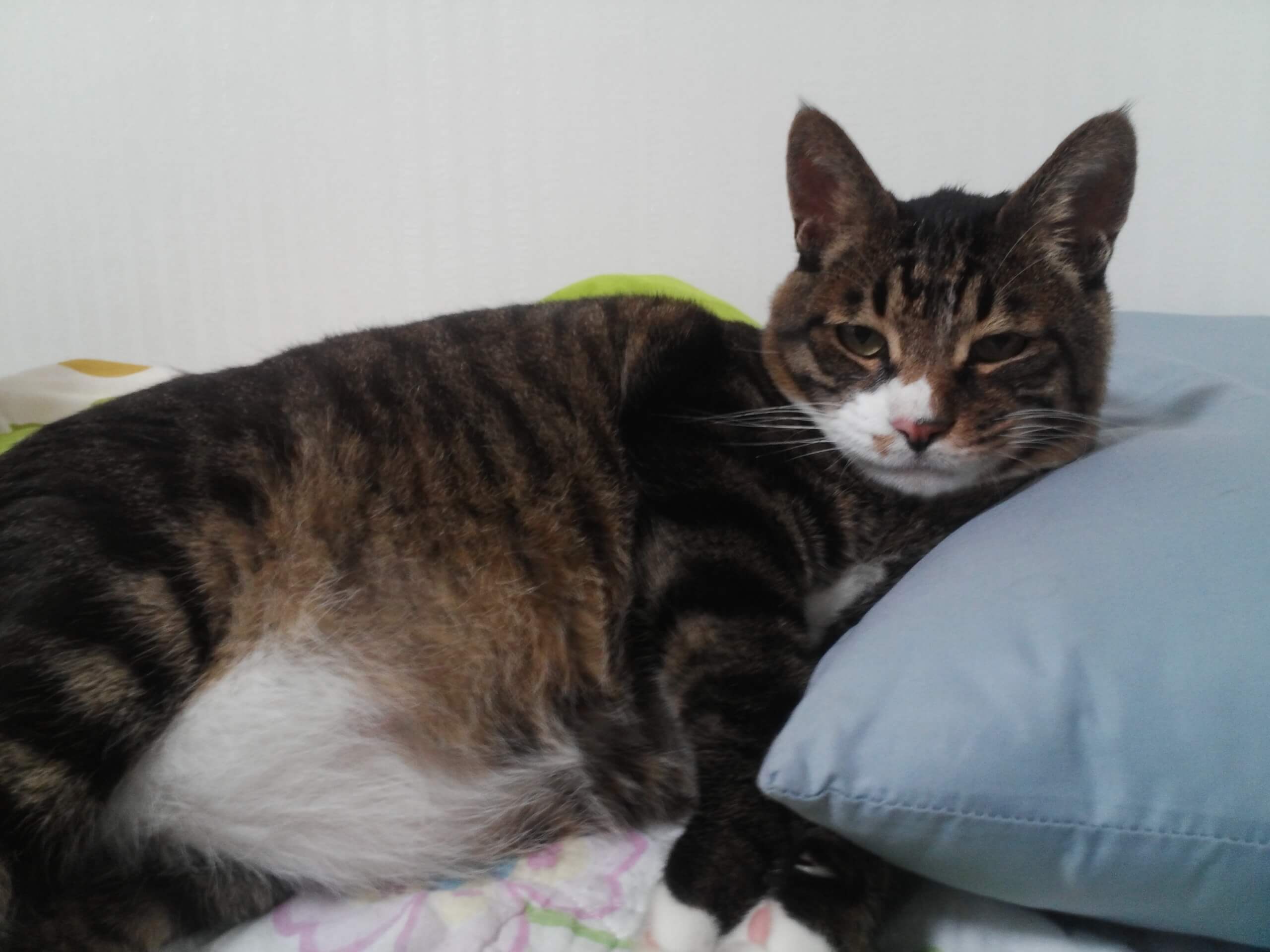 고양이 심장질환의 치료와 장기적인 관리 - 건강한 심장을 위한 종합 가이드