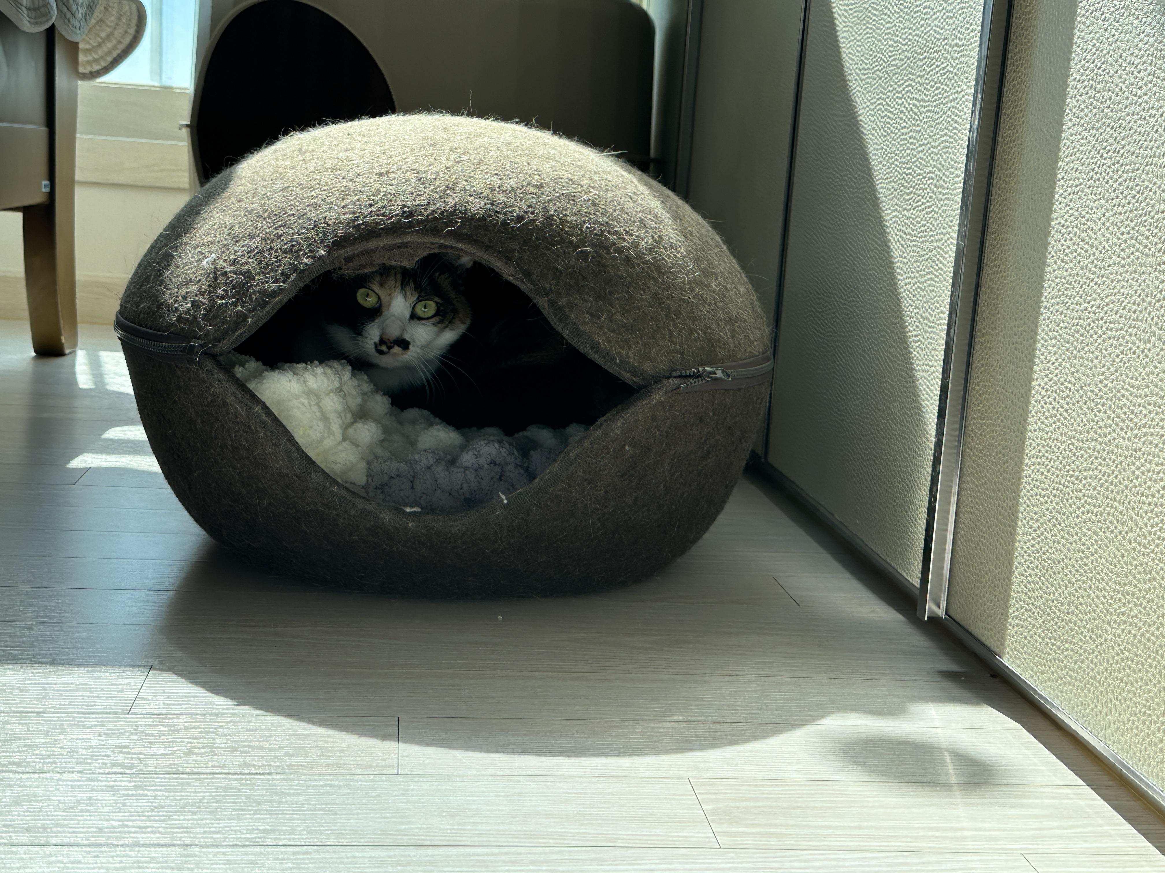 엄마_방석_잘_사용하고_있는_삼색냥이_츤데레_다다_2