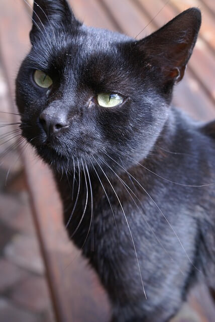 아보하와 비우는 가치의 삶