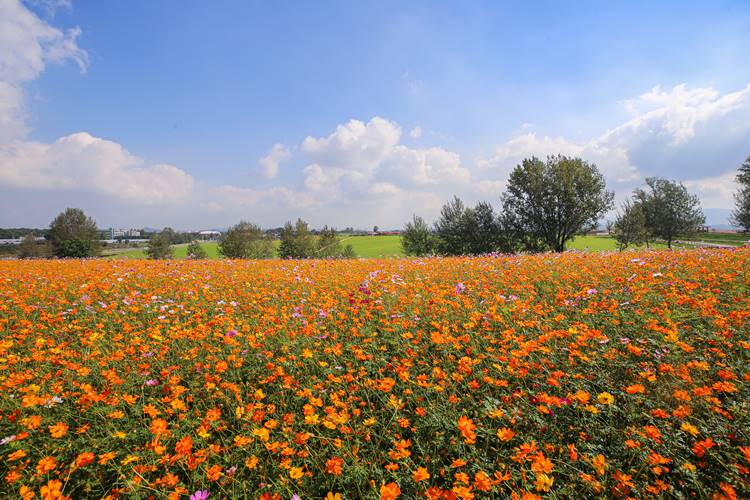 안성팜랜드 입장료 할인