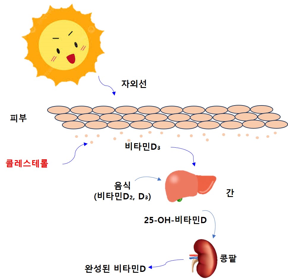 비타민D