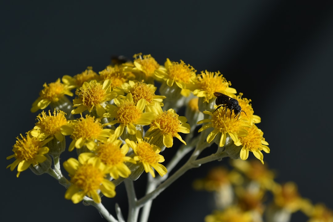 Pollination