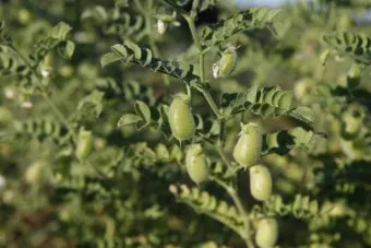 병아리콩 재배 따뜻한 흙 파종 관리 물 절약_3