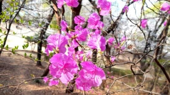 진달래꽃-피는시기-개화시기-꽃말