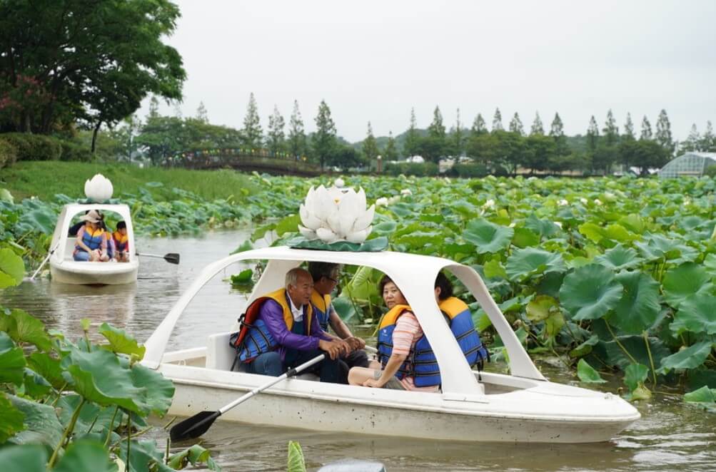 회산백련지-무안연꽃축제