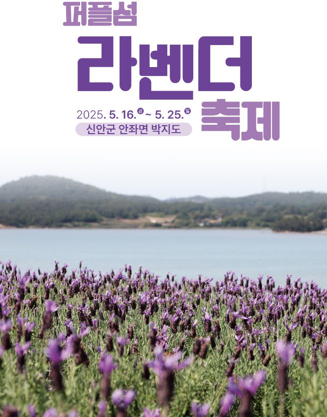 퍼플섬 라벤더 축제 행사 포스터 사진