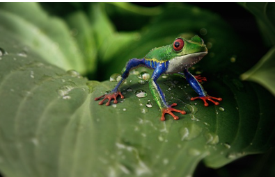 아마존 밀림 속 희귀 동물, 미스터리한 생명체들